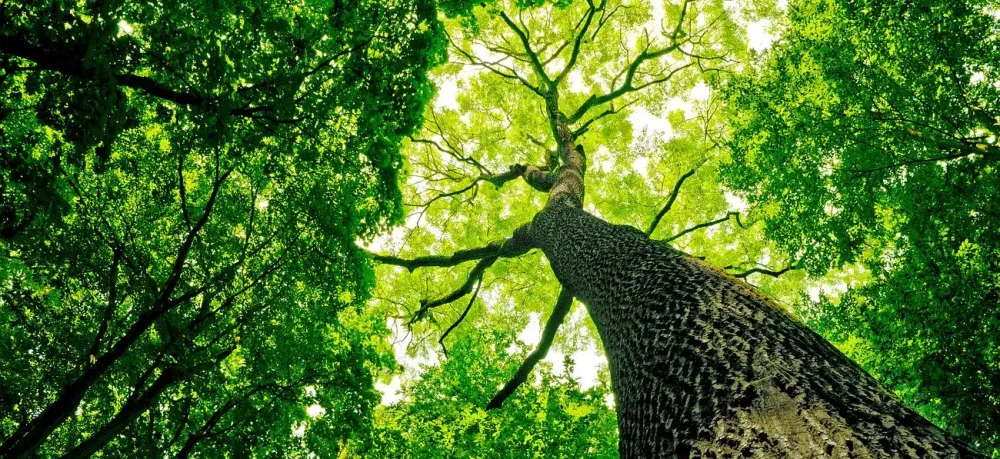 arbre