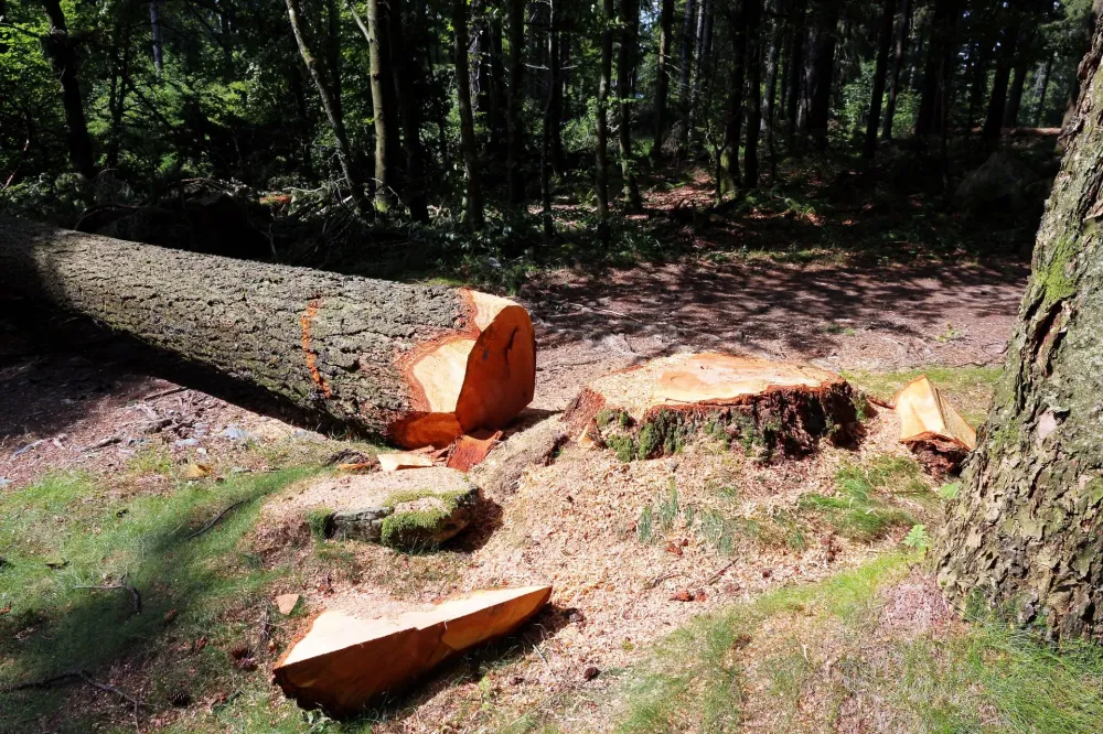 abattage près de Cormery