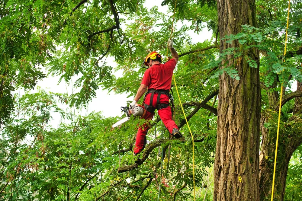 entretien d'arbres près de Cormery