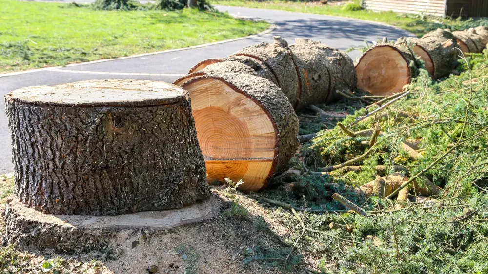 dessouchage près de Cormery