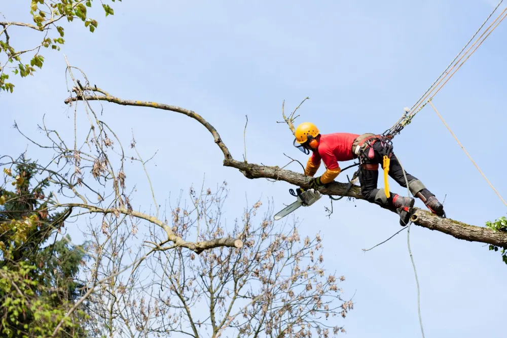 démontage d'arbres près de Cormery